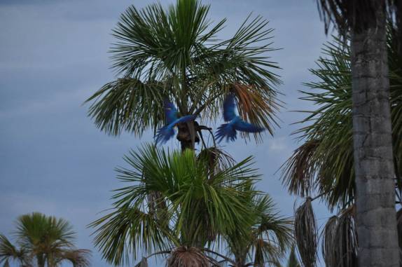 As araras, sempre em casais, frequentam a Lagoa das Araras, em Bom Jardim, no Mato Grosso